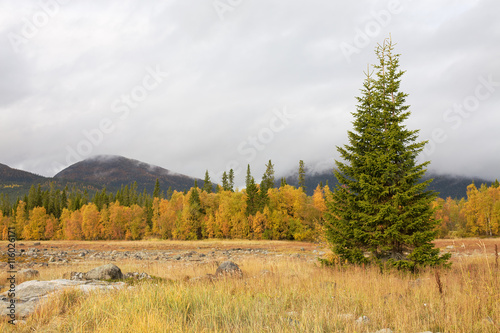 Autumn landscape with a fur-tree