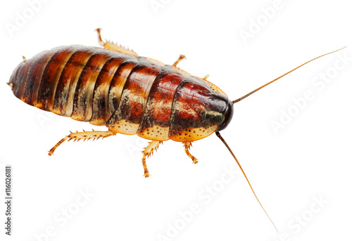 African big cockroach