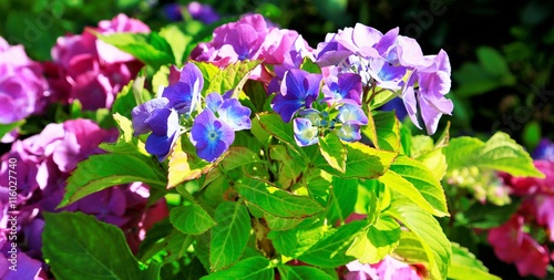 Sommerliche Blumen