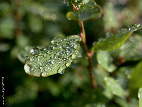 Droplets of dew on leaves of great bilberry