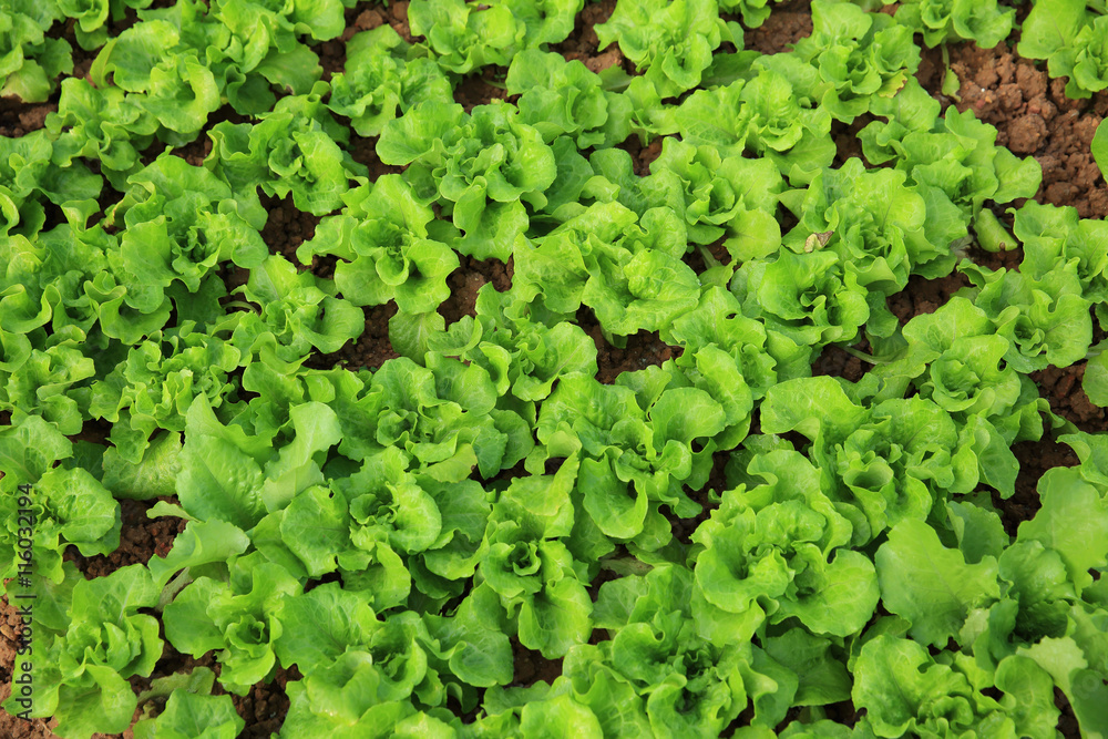 green lettuce crops in growth at vegetable garden green lettuce crops in growth at vegetable garden