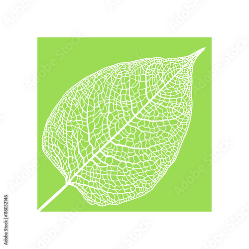 manually drawn leaf skeleton