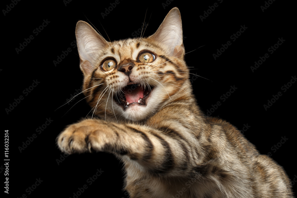 Closeup Playful Bengal Kitty, Funny opened mouth and raising up paw Isolated on Black Background, Beautiful Spots on gold