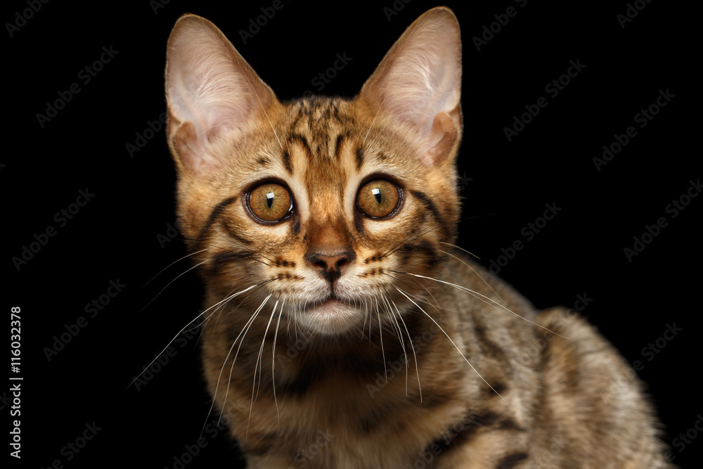 Closeup Portrait of Bengal male Kitty, stares Looks in Camera Isolated on Black Background, Front view, Beautiful eyes