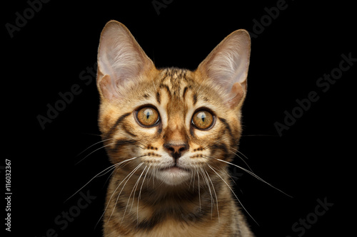 Closeup Portrait of Bengal male Kitty, Gaze Looking in Camera Isolated on Black Background, Front view, Beautiful eyes