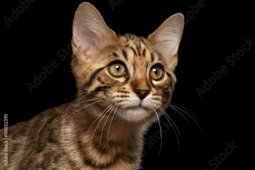 Closeup Portrait of Bengal Kitty, Curious Looks Isolated on Black Background, Side view © seregraff