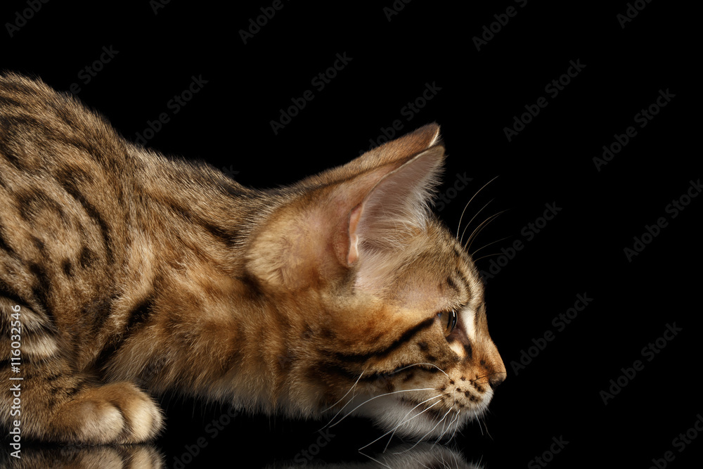 Closeup Hunting Little Bengal Kitty Stare, Isolated Black Background, Profile view