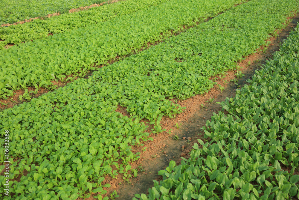 green spinach and choysum crops in growth at garden green spinach and choysum crops in growth at garden