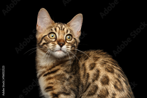 Closeup of Bengal Kitty, Funny Looking in Camera Isolated on Black Background, Side view, Beautiful Spots on gold