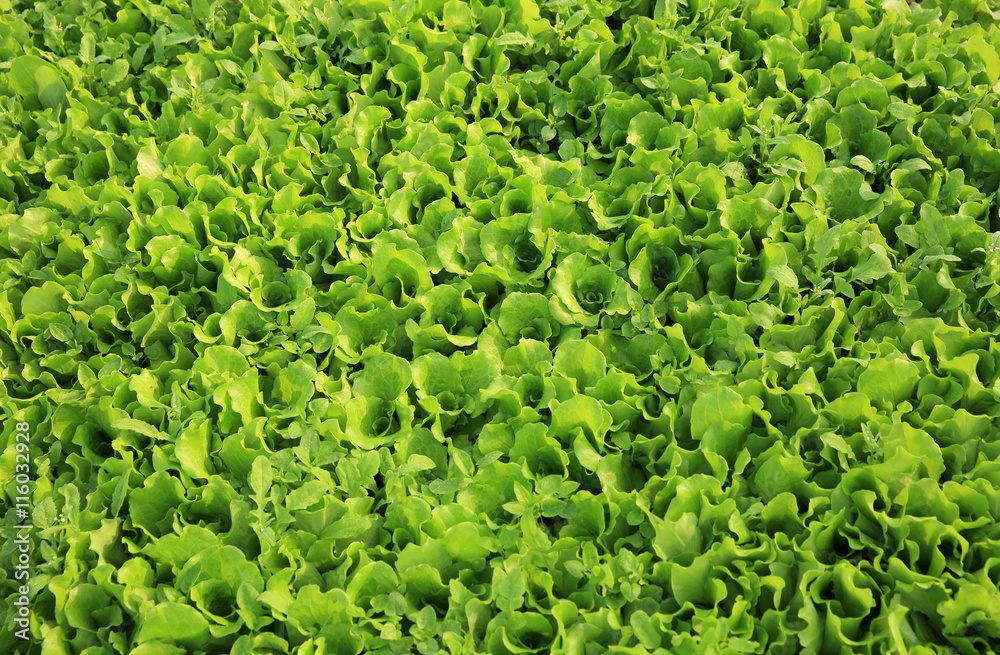  green lettuce crops in growth at vegetable garden.