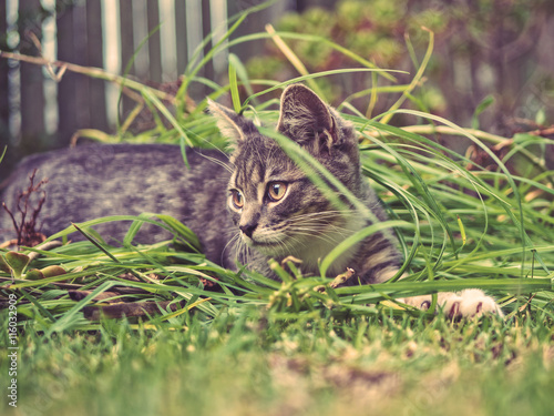 Fototapeta Kitten playing in grass