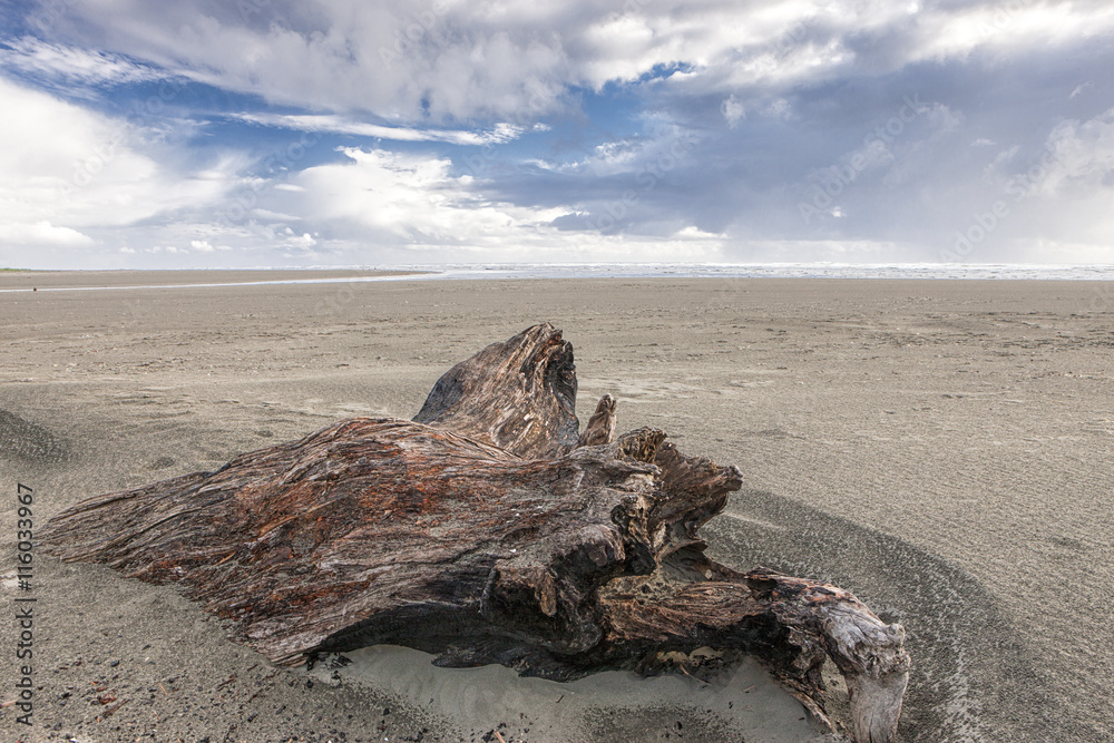 Old log on the sand and blue sky.