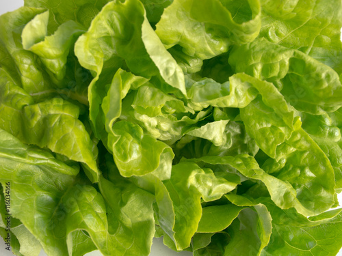 Bright green fresh butter lettuce leaves closeup