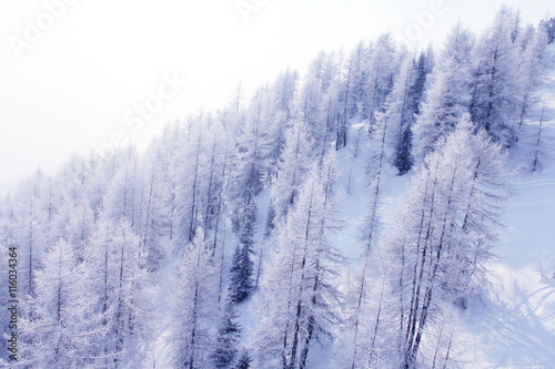 Winter forest in mountains © destillat