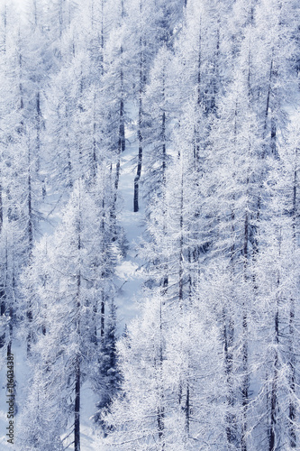 Winter forest in mountains