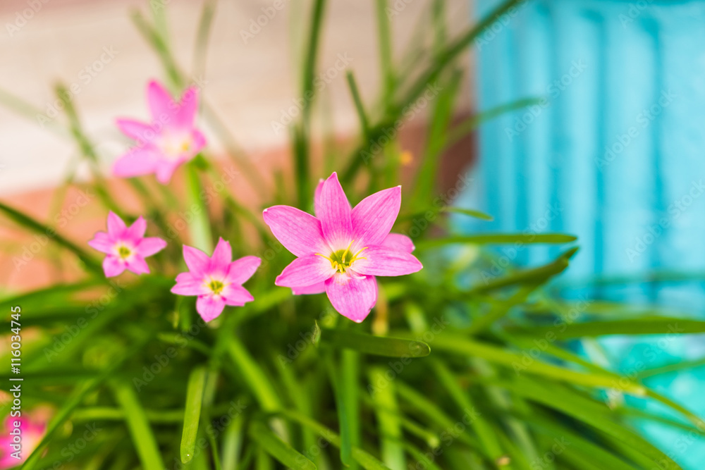 Fototapeta premium Pink flower and green leaf