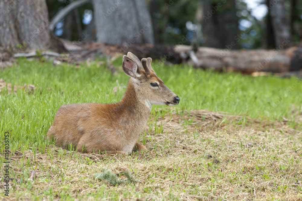 Fototapeta premium Male deer laying in the grass.