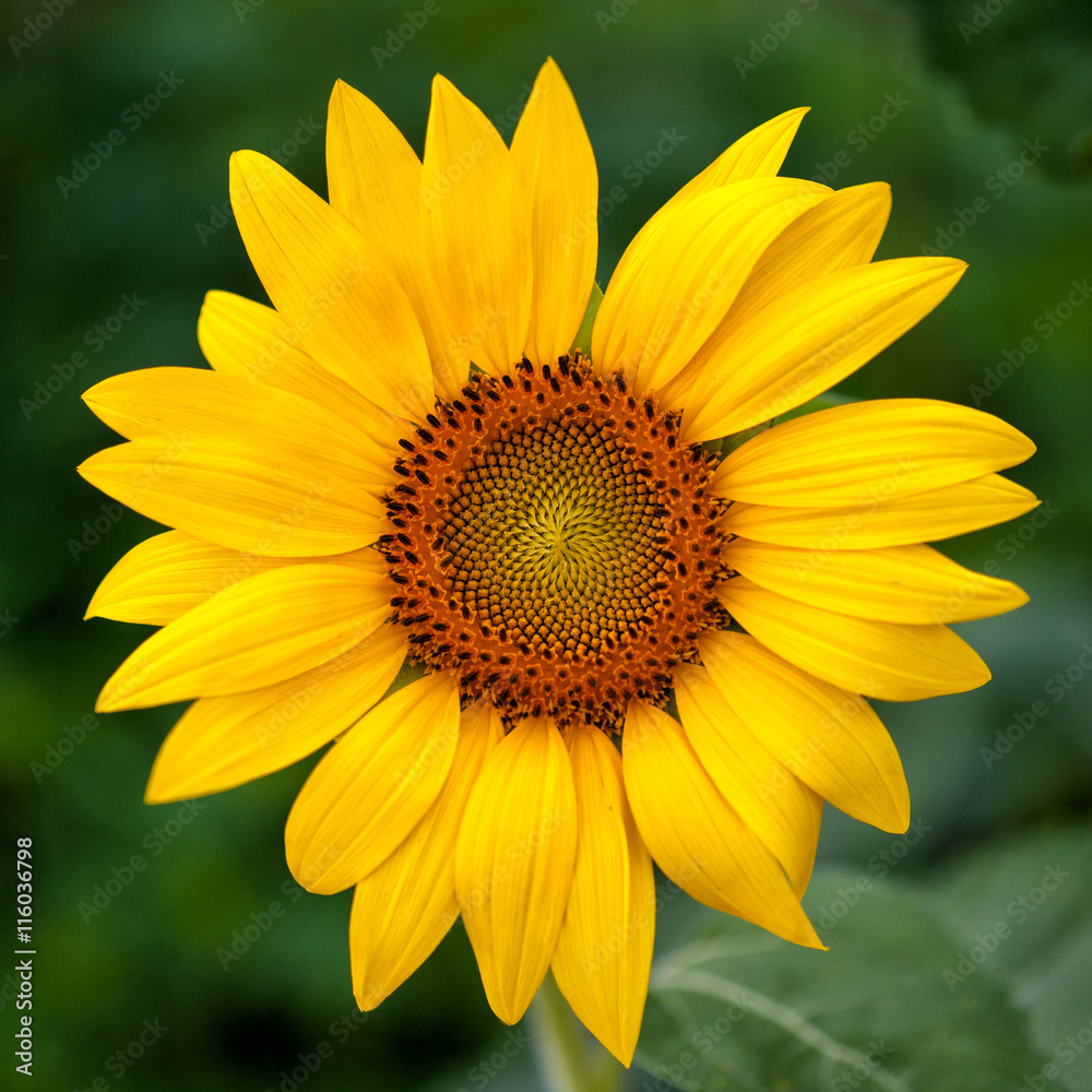 Sunflower Sunflower