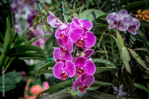 Purple orchid on green leaves background