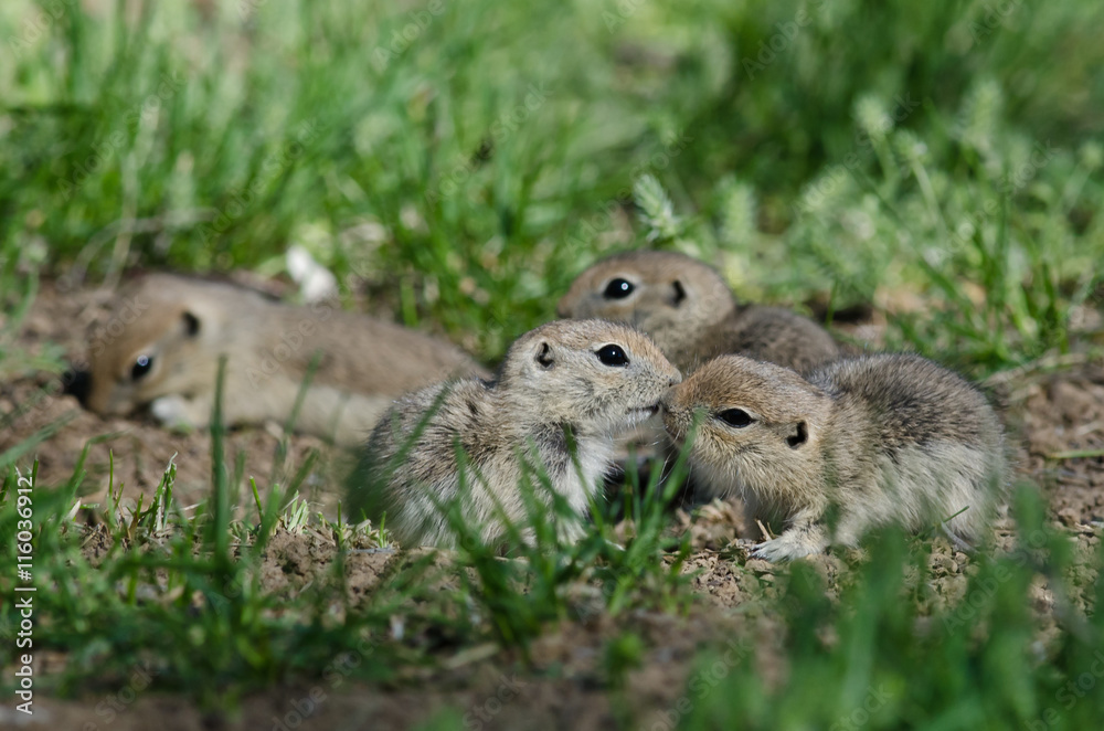 Two Cute Ground Squirrels Sharing a Little Kiss Two Cute Ground Squirrels Sharing a Little Kiss