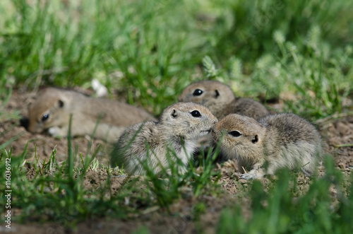 Two Cute Ground Squirrels Sharing a Little Kiss