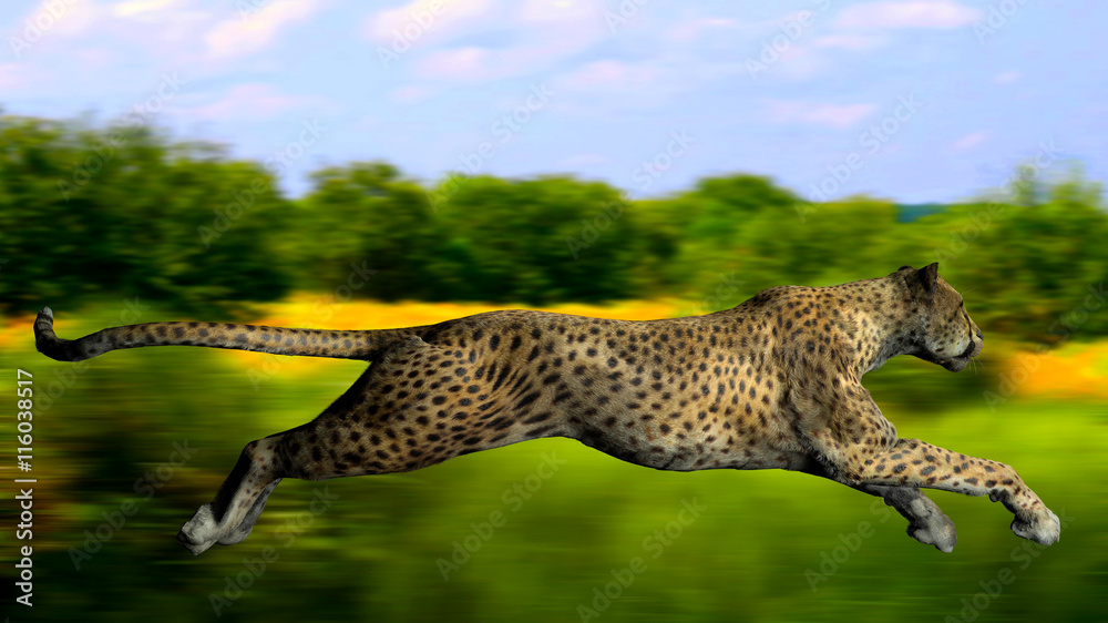 The image of a gepard - obrazy, fototapety, plakaty 
