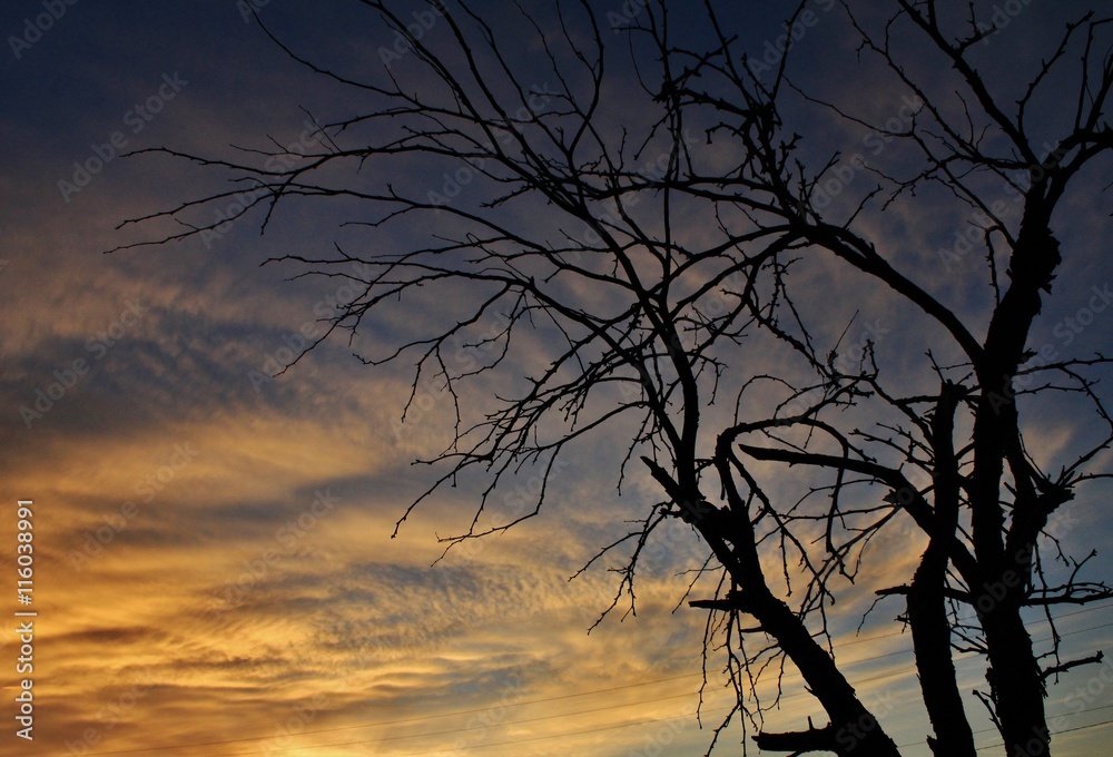 Obraz premium Silhouette of a Creepy Tree Under a Beautiful Arizona Sunset.