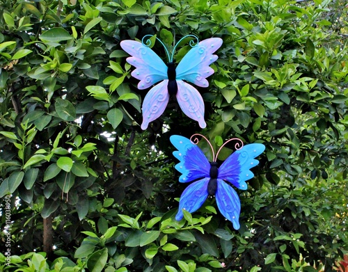 Photography Colorful Giant Butterflies Invade Backyard Tree