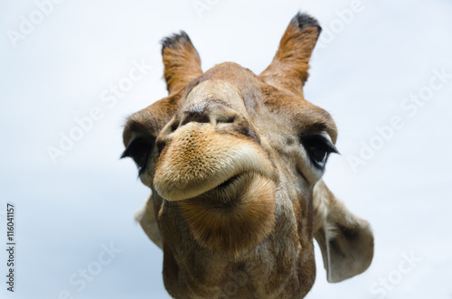 Funny portrait of a Giraffe.