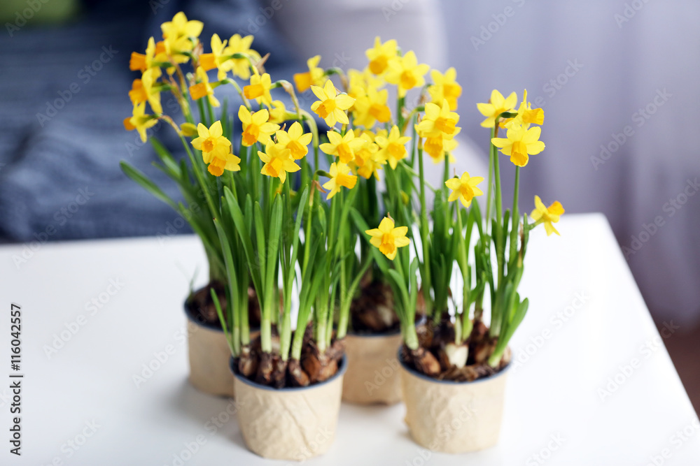 Blooming narcissus flowers on table indoors