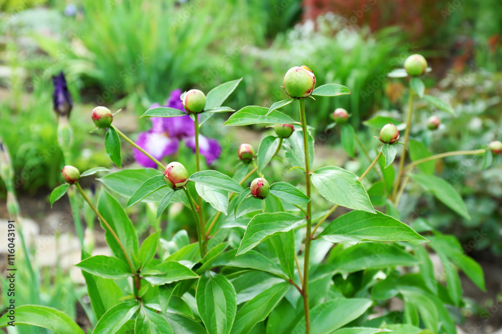 Unopened peony buds on blurred nature background Unopened peony buds on blurred nature background