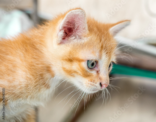 Cute golden brown kitten in backyard © jeafish
