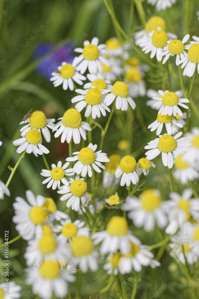 Fototapeta premium flowers in a garden