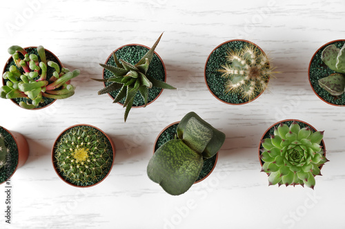 Fotografie Different succulents and cactus in pots on light wooden background