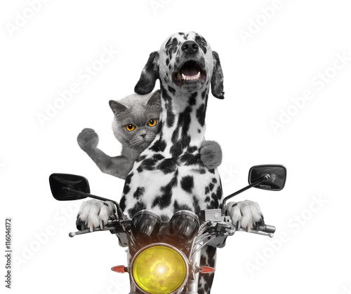 happy dog and cat ride on a motorcycle