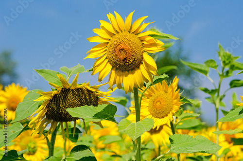 Sunflowers  color of summer    