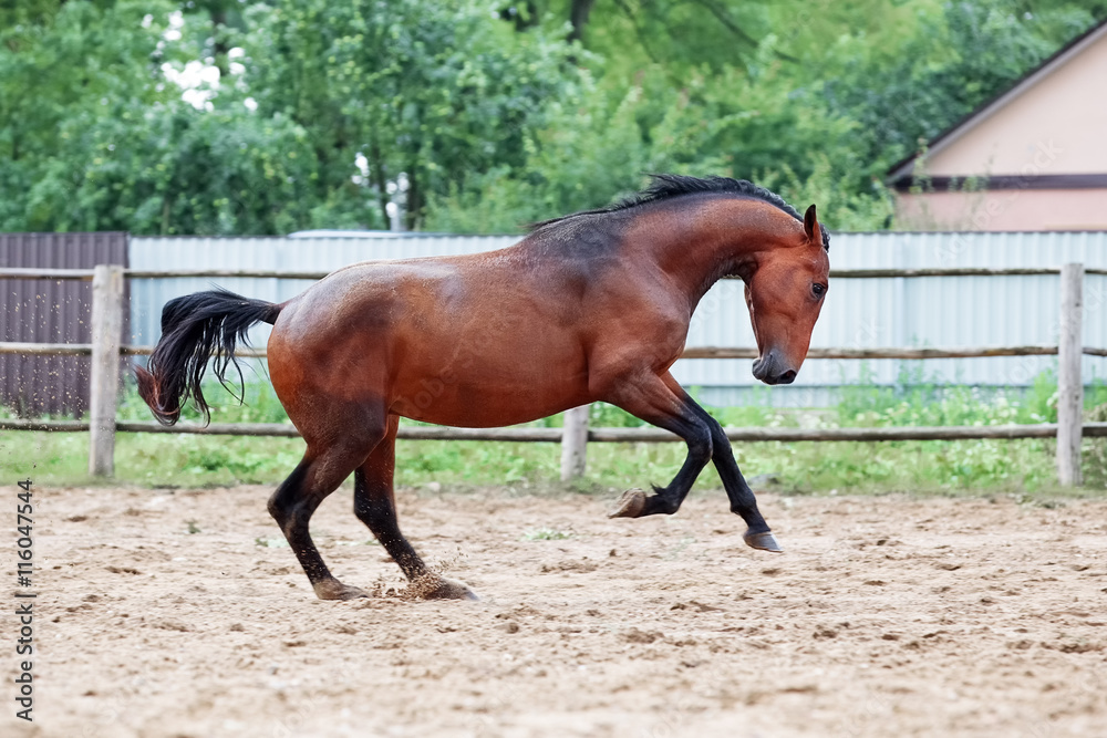 Young stallion prances after rain.