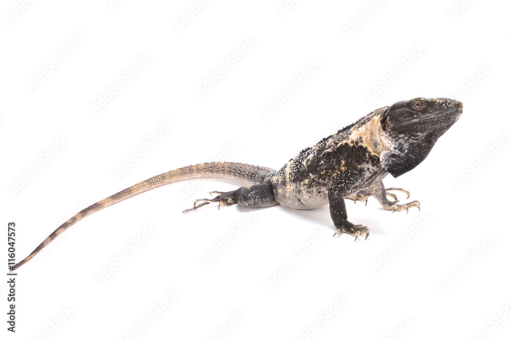 Club tail iguana (Ctenosaura quinquecarinata) Club tail iguana (Ctenosaura quinquecarinata)