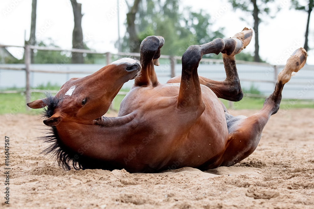 Young stallion prances after rain.