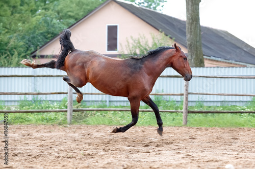 Fényképezés Young stallion prances after rain.