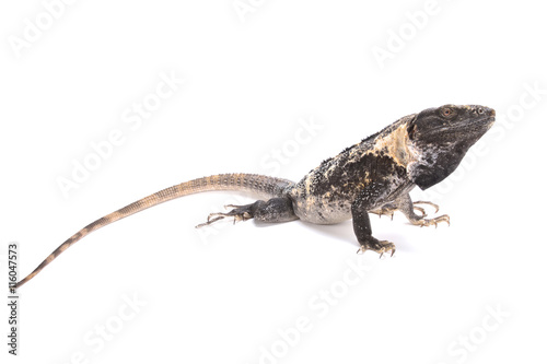 Club tail iguana (Ctenosaura quinquecarinata)