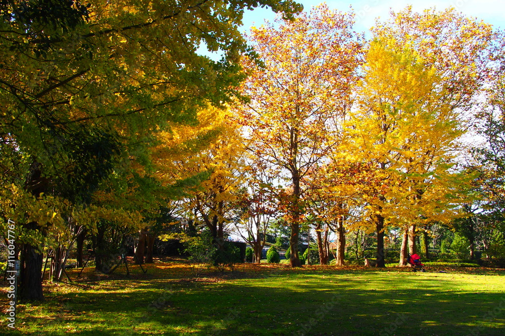 Autumn of Aobanomori Park Chiba Japan
