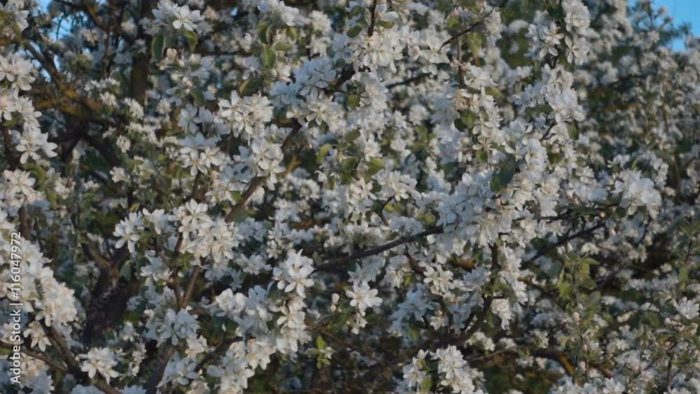 Blossoming white flowers and green leaves on branch apple tree in spring Blossoming white flowers and green leaves on branch apple tree in spring