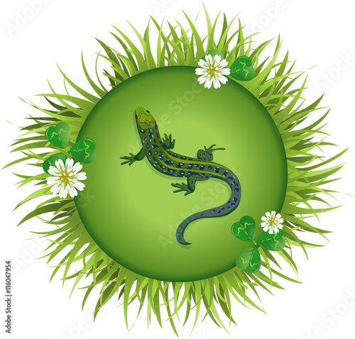 lizard on a meadow