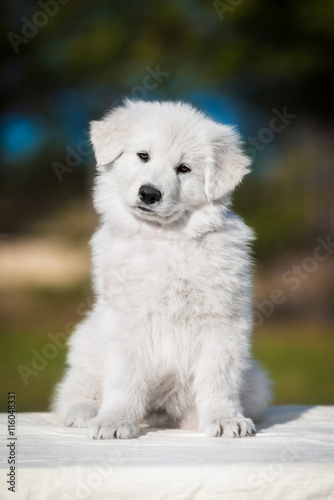 Adorable white swiss shepherd puppy