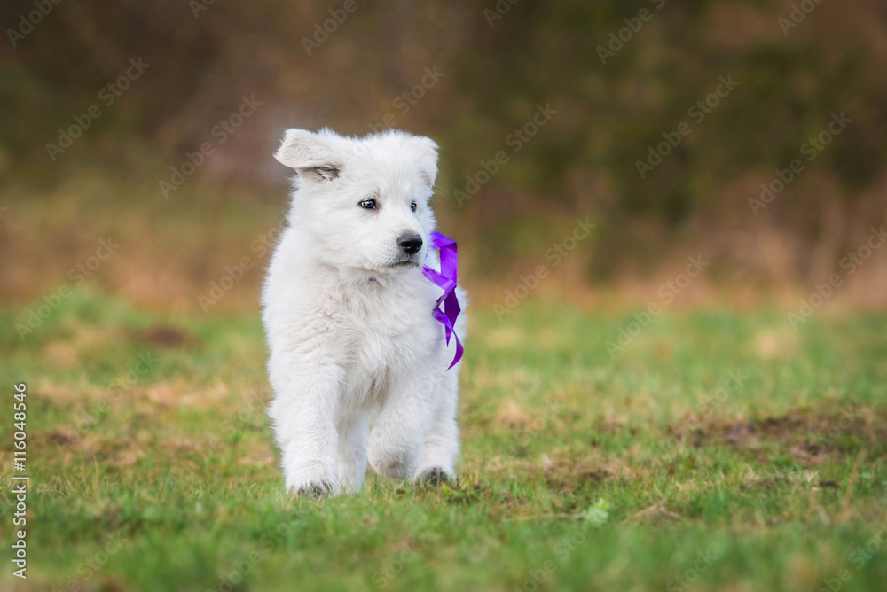 White swiss shepherd puppy with a bow running in the yard