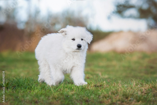 White swiss shepherd puppy running outdoors