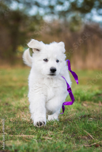 White swiss shepherd puppy with a bow running in the yard © Rita Kochmarjova