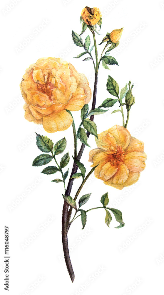 Fototapeta premium pretty botanical yellow watercolor roses with leaves