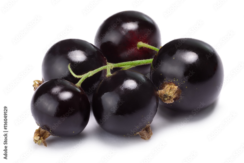 Blackcurrant bunch (Ribes Nigrum), clipping path Blackcurrant bunch (Ribes Nigrum), clipping path